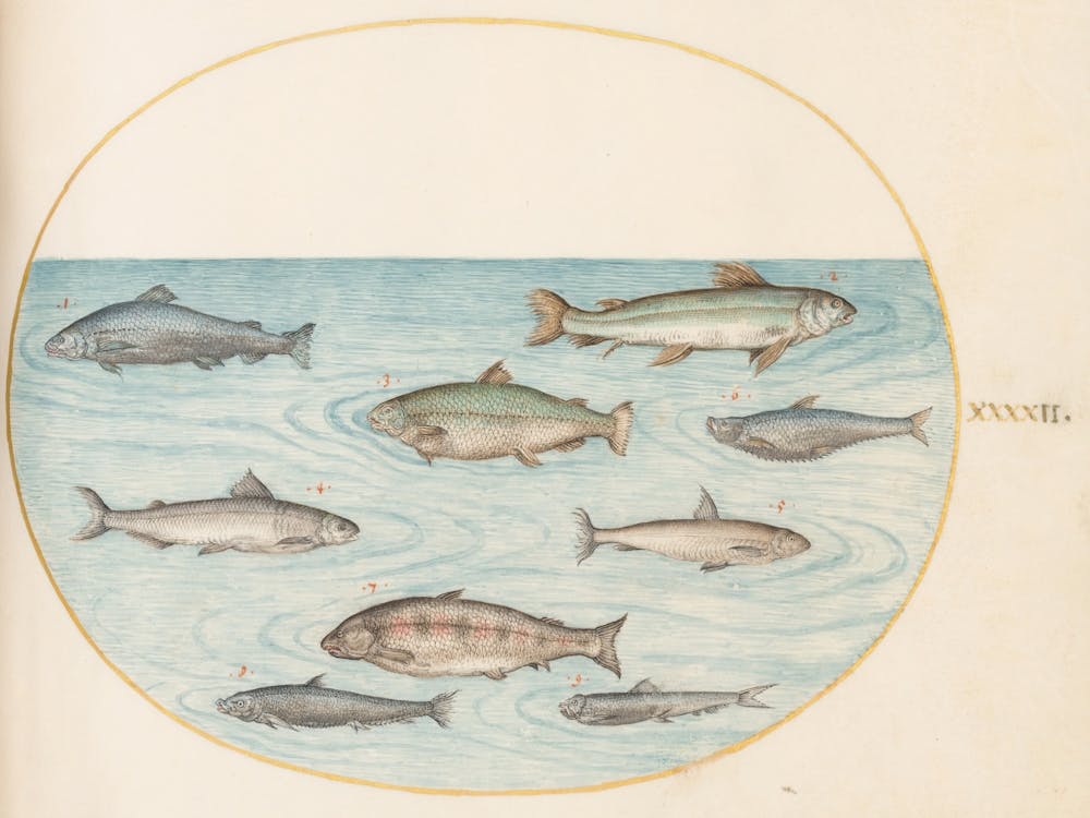 Animalia Aqvatilia et Cochiliata (c. 1575-1580), Joris Hoefnagel (4) 1