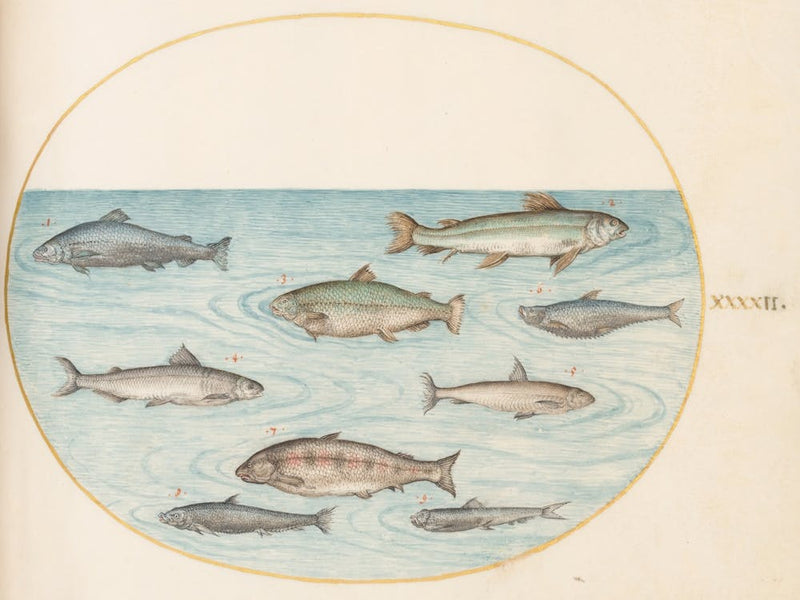 Animalia Aqvatilia et Cochiliata (c. 1575-1580), Joris Hoefnagel (4) 1