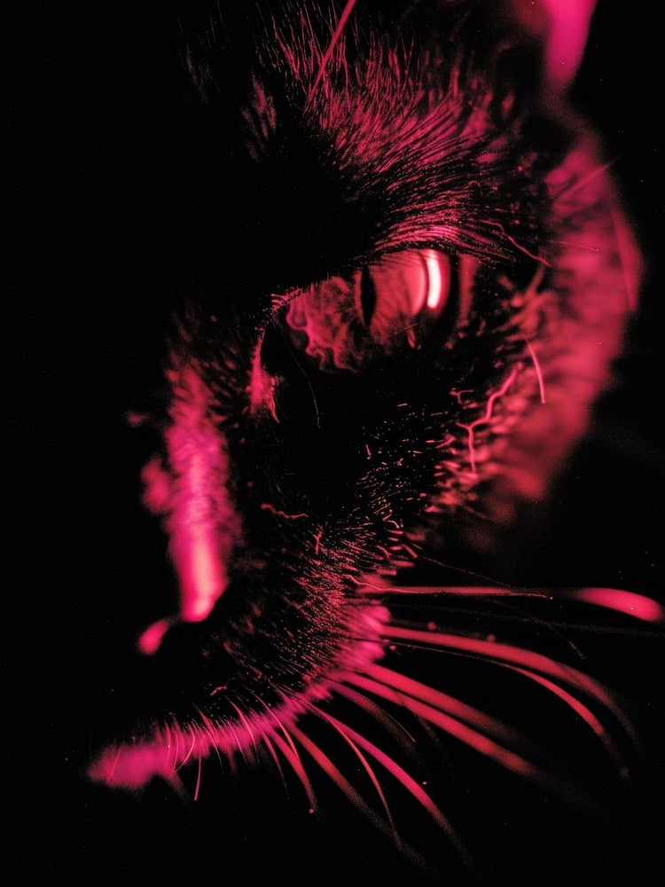 Cat In The Dark 1