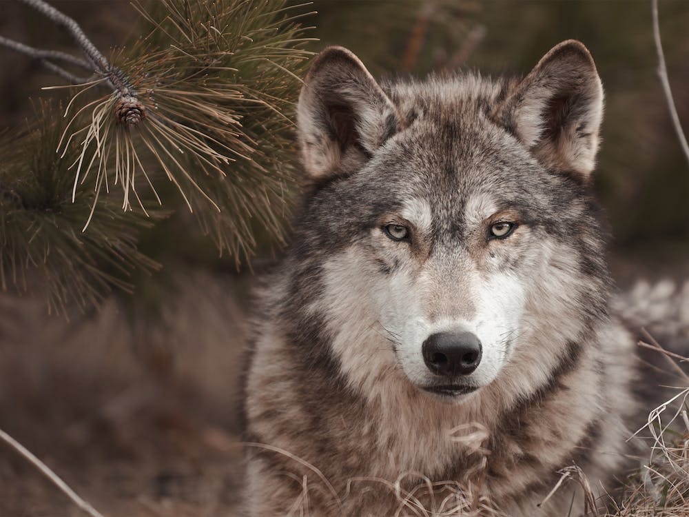 Loup Gris dans la Forêt