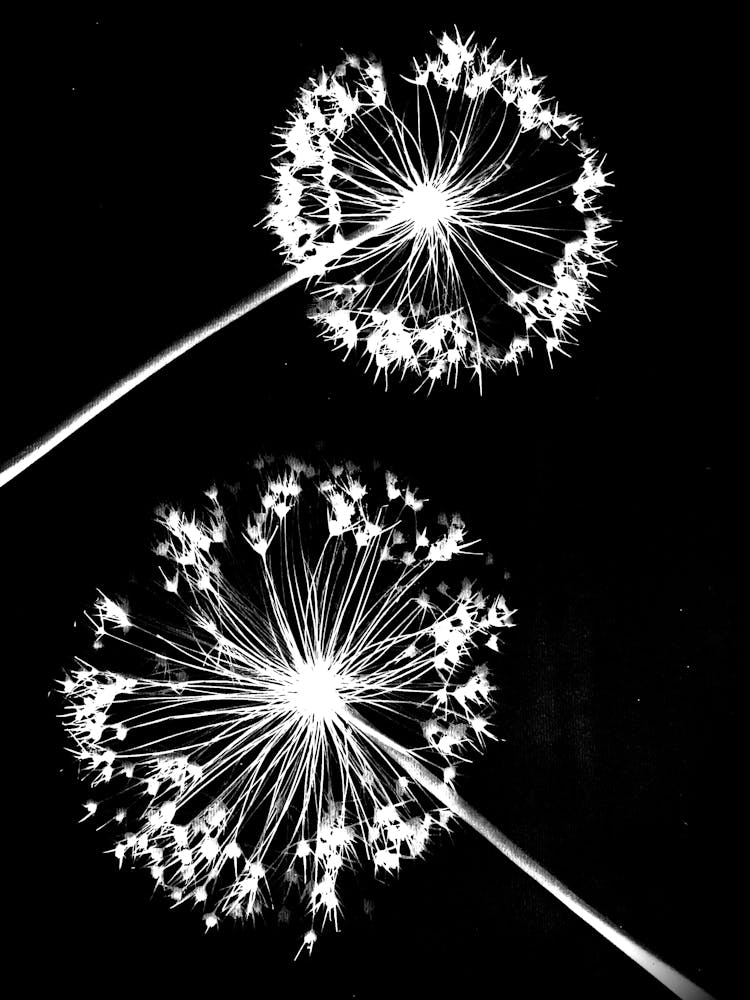 Black white alliums 1