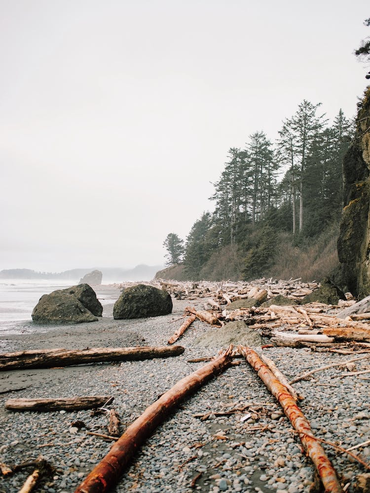 Driftwood On Beach