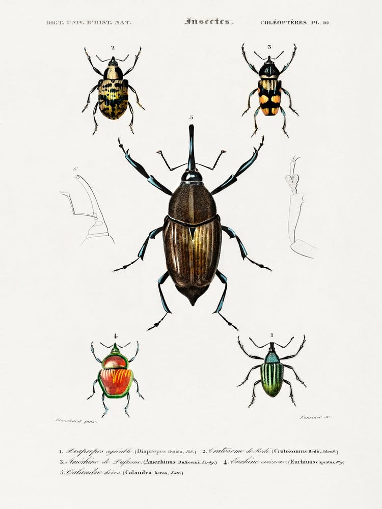 Different Types Of Weevils, Charles Dessalines D' Orbigny