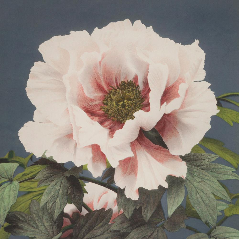 Peony