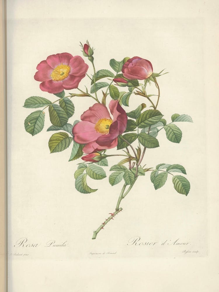 Rose Illustration, Pierre Joseph Redoute (7)
