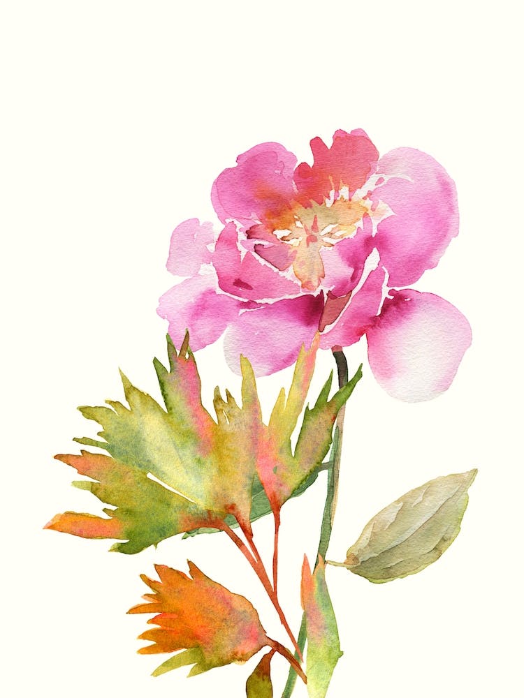 Watercolor Peony