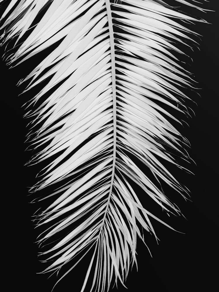 Palm Leaf Contrast_2192478