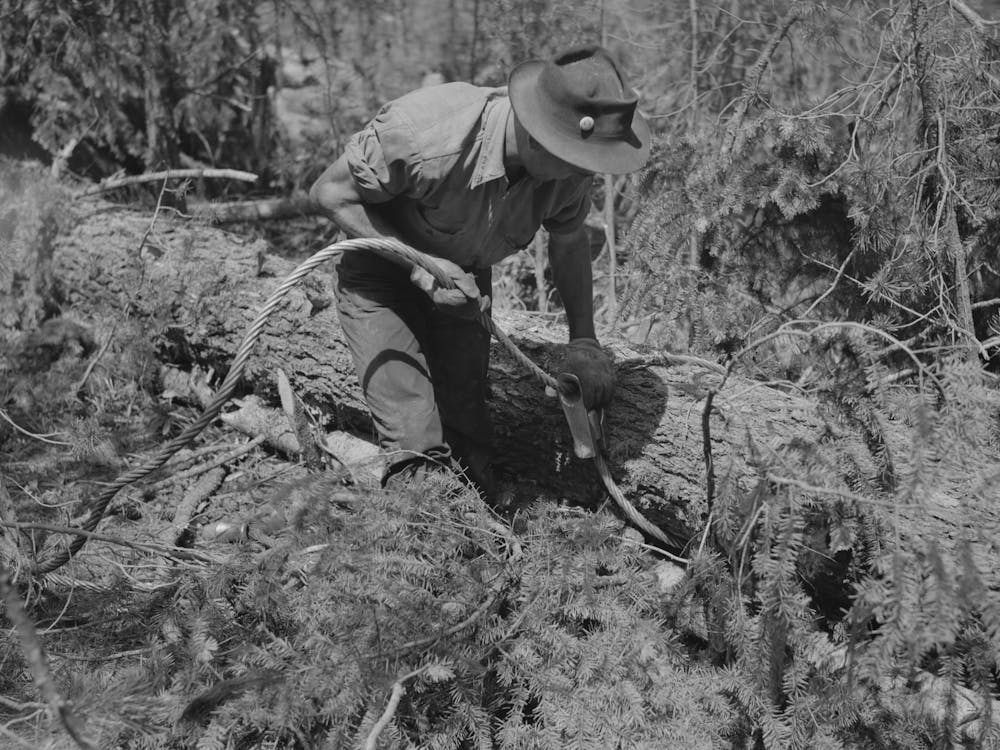 Grant County, Oregon, Malheur National Forest, Lumberjack Hitching A Cable To Log So That Caterpillar Tractor Can Snake