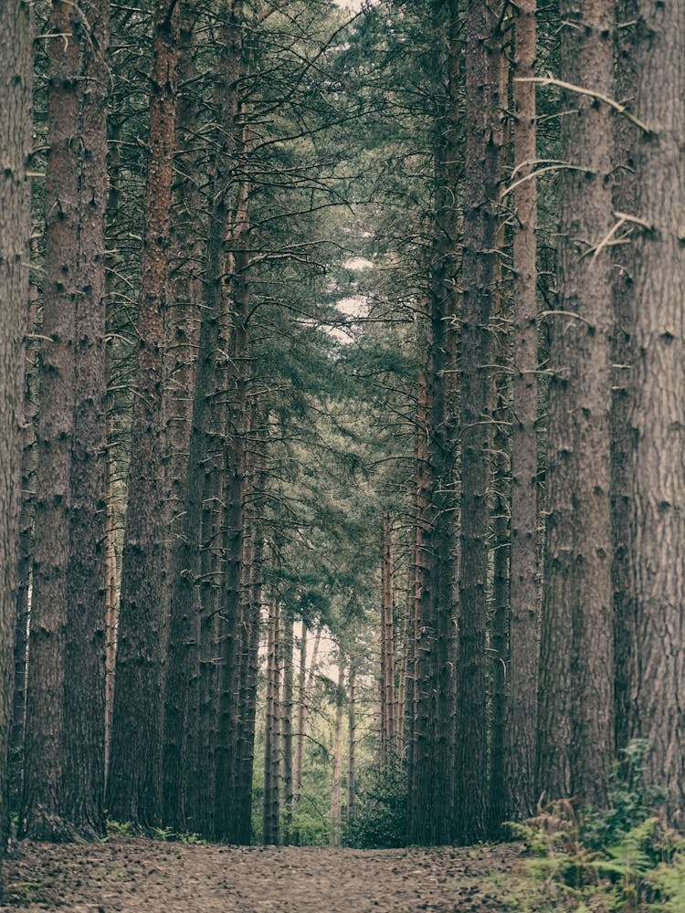 Path Through A Forest