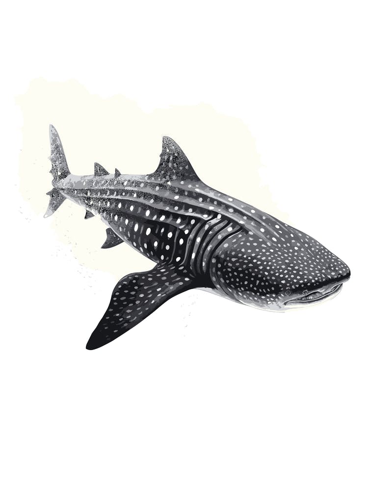 Oil Painting Of A Whale Shark Shadow Outline In Black 1
