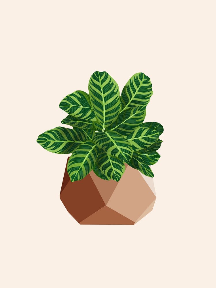 Calathea Zebrina
