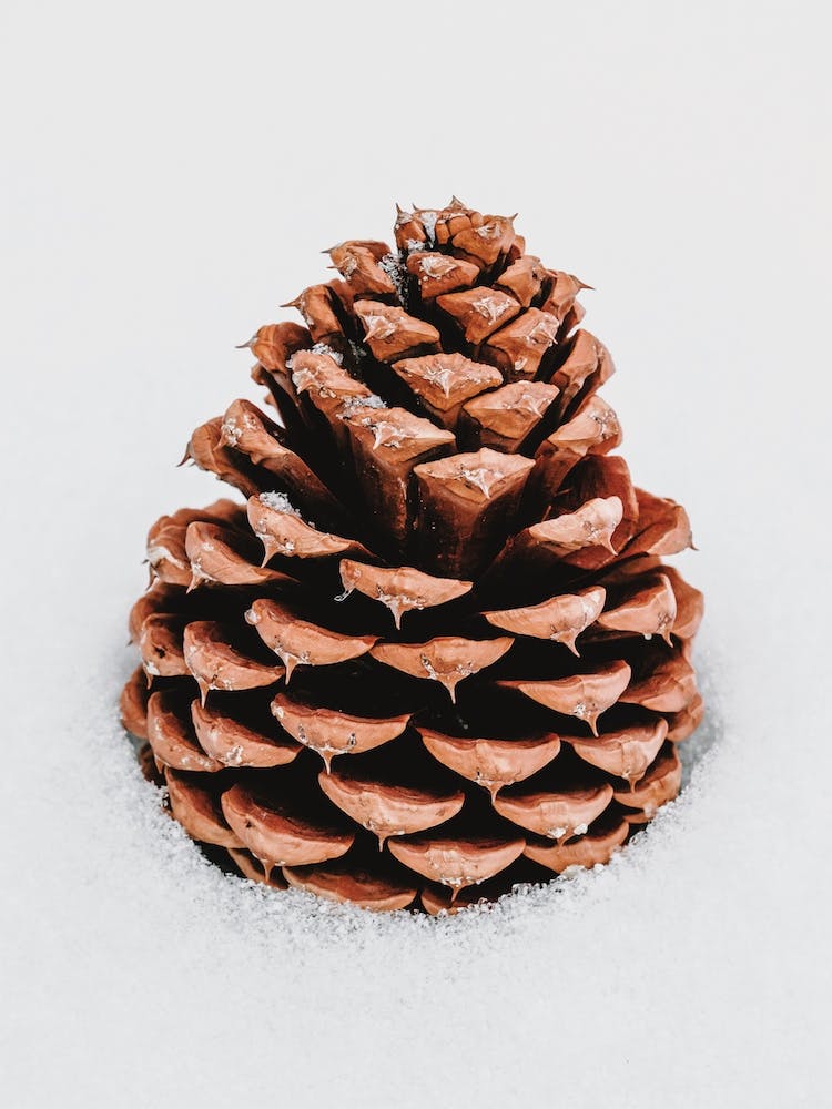 Snowy Pine Cone