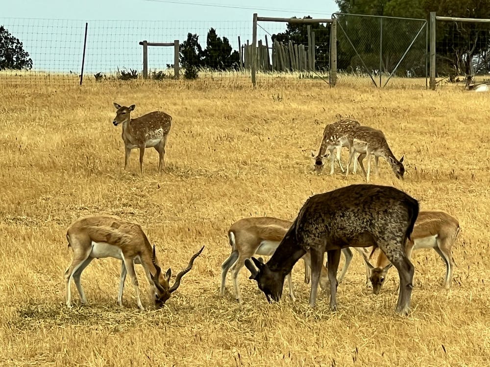 Deer Grazing In A Field