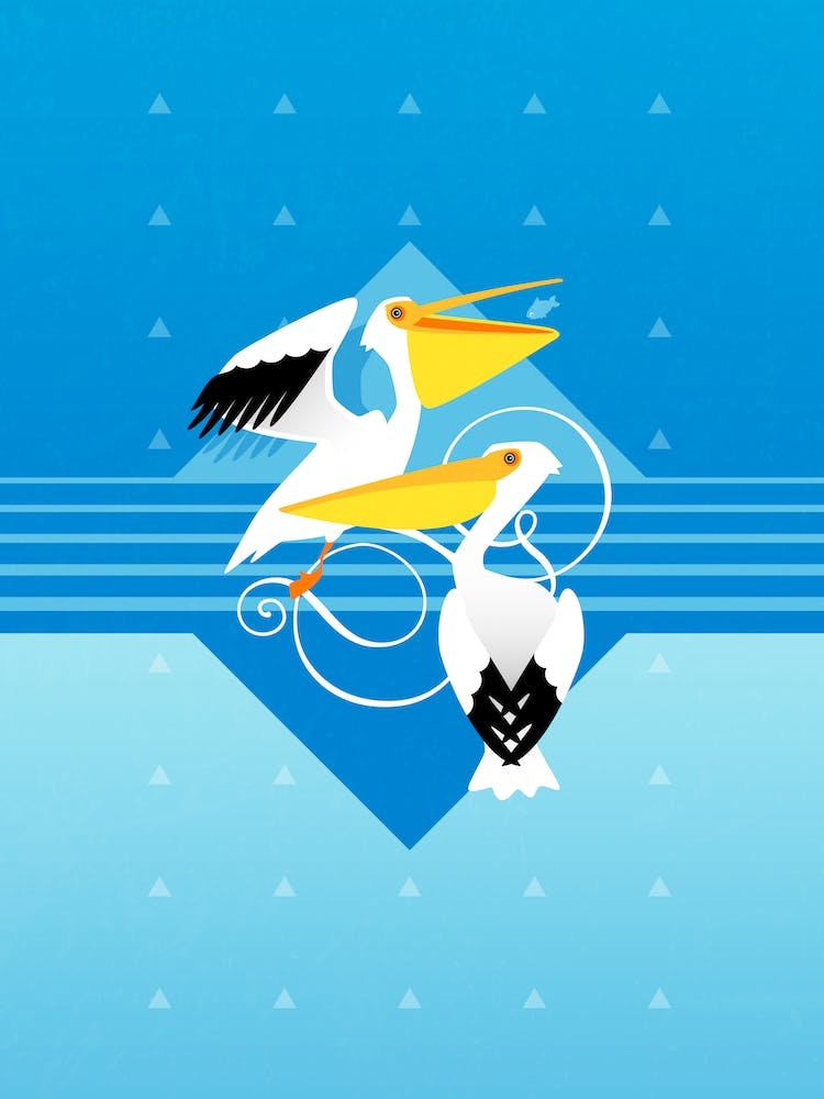 Pretty Pelicans