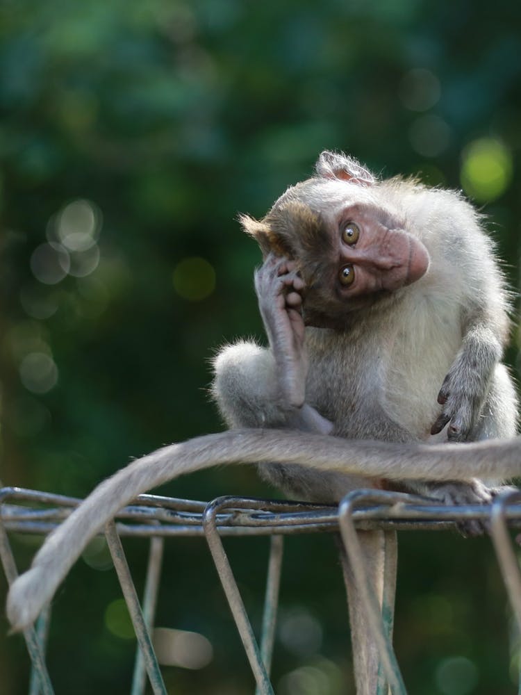 Macaque Monkey Portrait Bokeh