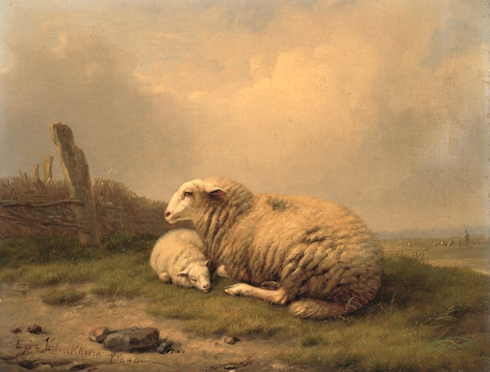 Sheep And Lamb