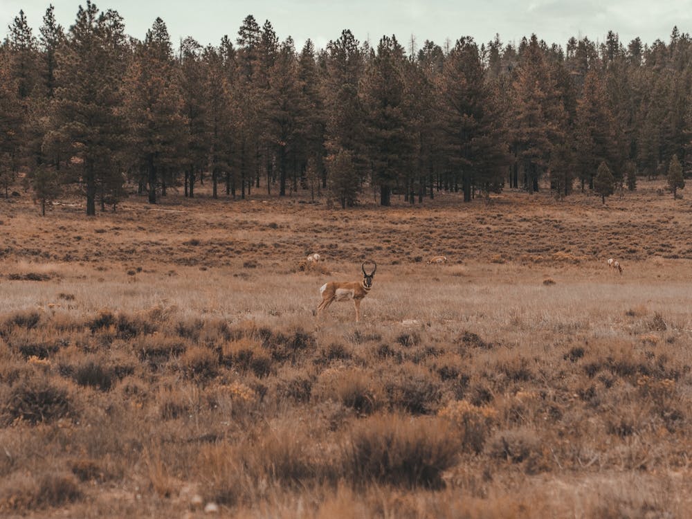 Pronghorn In Field