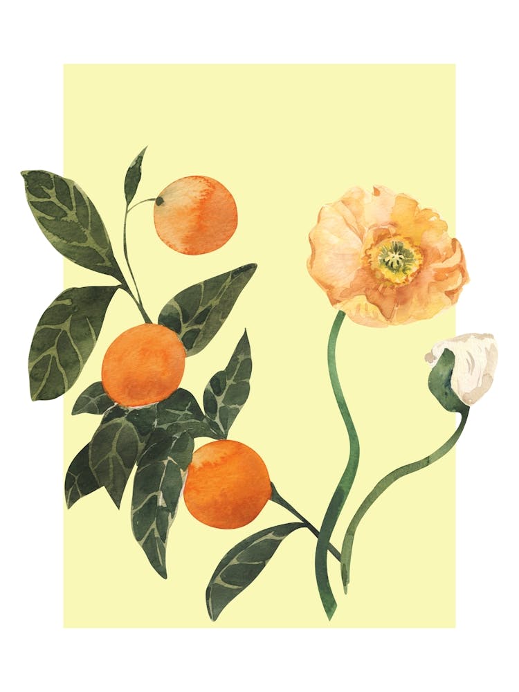 Oranges And Poppy Flowers