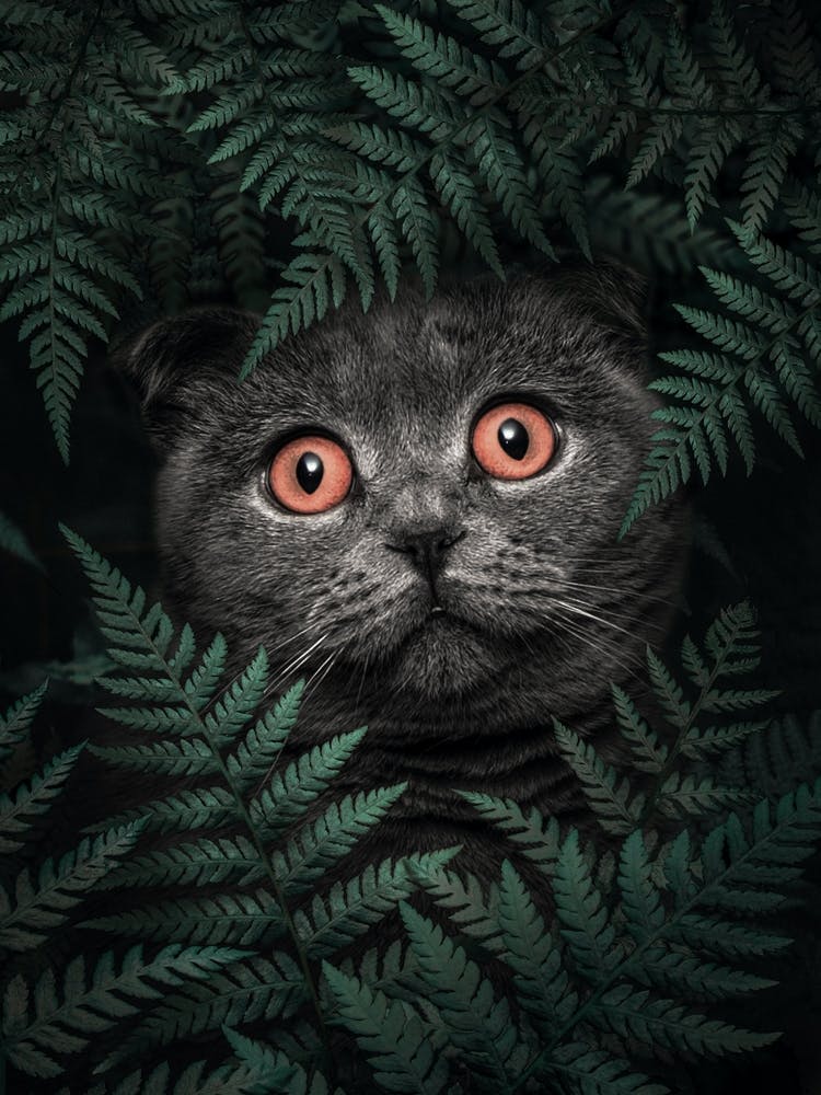 British Shorthair Cat