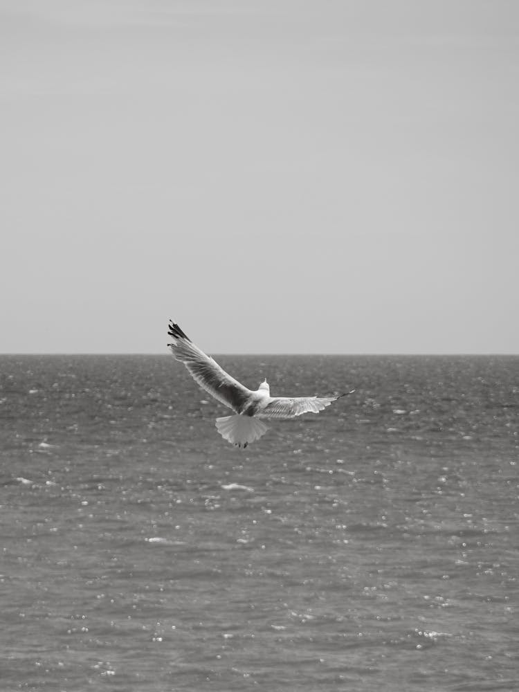 Möwe fliegt über dem Ozean