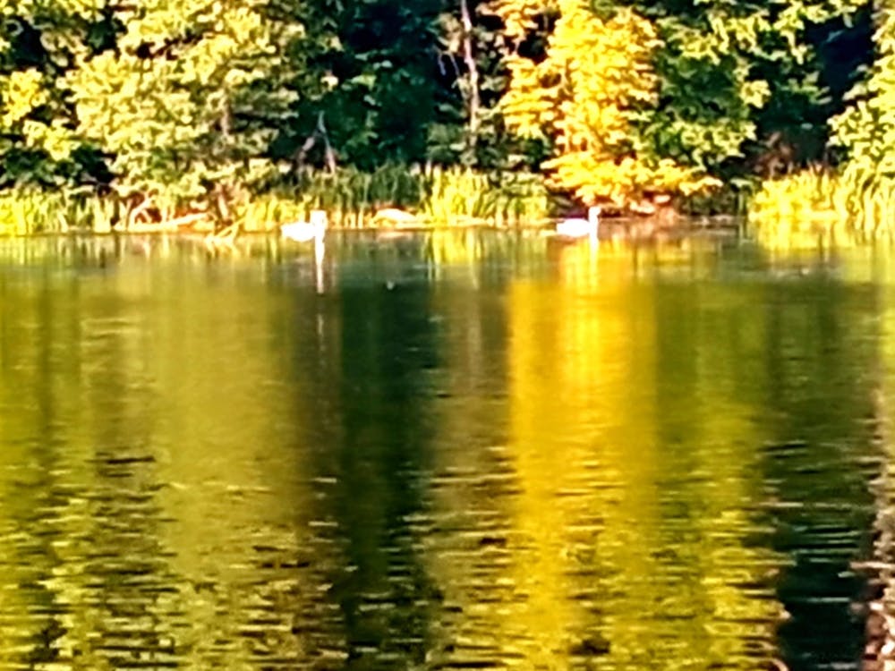 Swans In A Lake