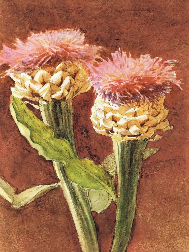 Thistle, John Singer Sargent