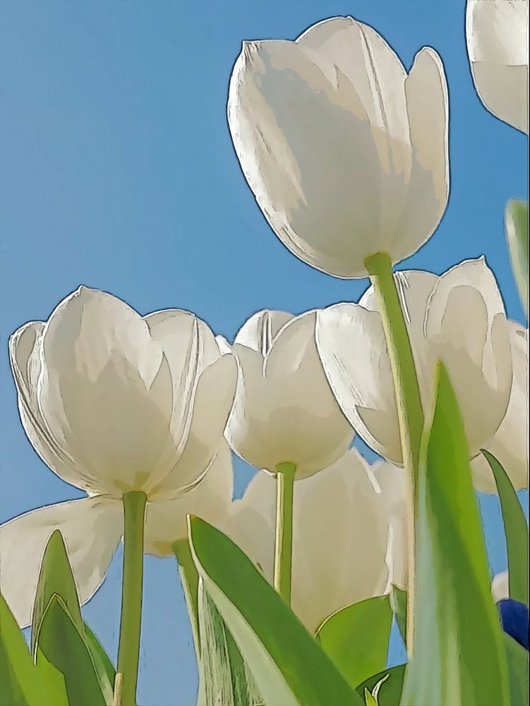 Tulip Art 2