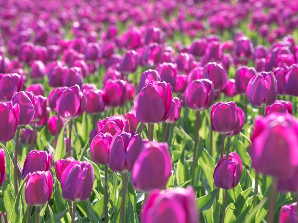 Purple tulips in spring in the netherlands, floral flowers nature and travel photography by Christa Stroo