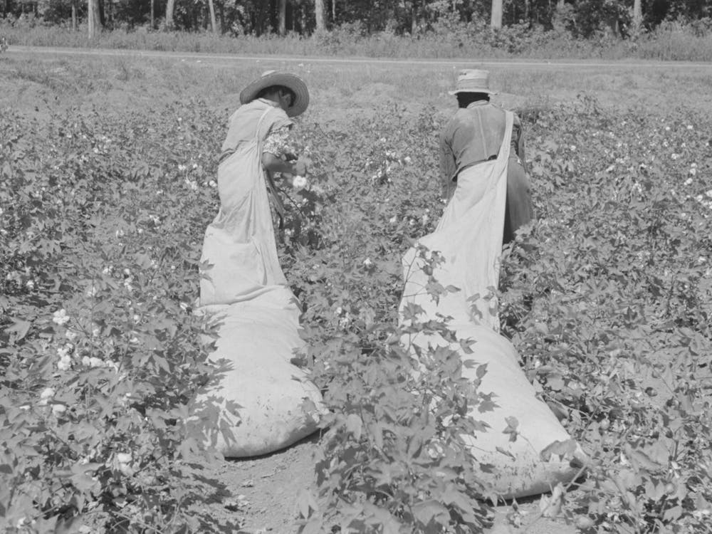 Cotton Pickers, Lehi, Arkansas By Russell Lee