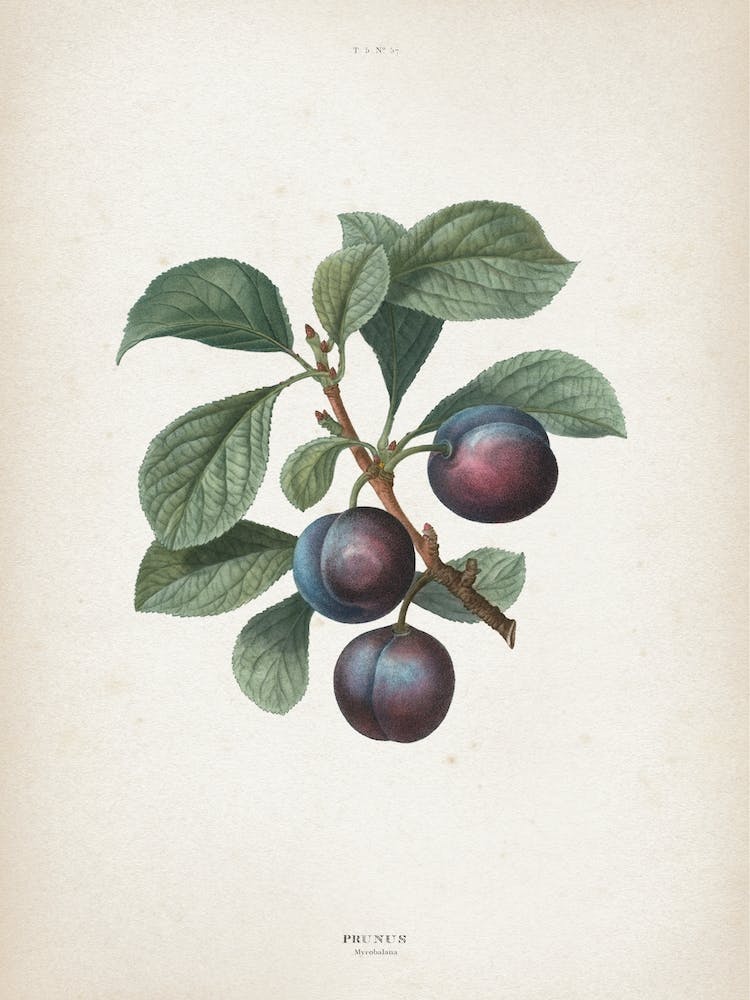 Vintage Redouté 1 Prunus Myrobalana