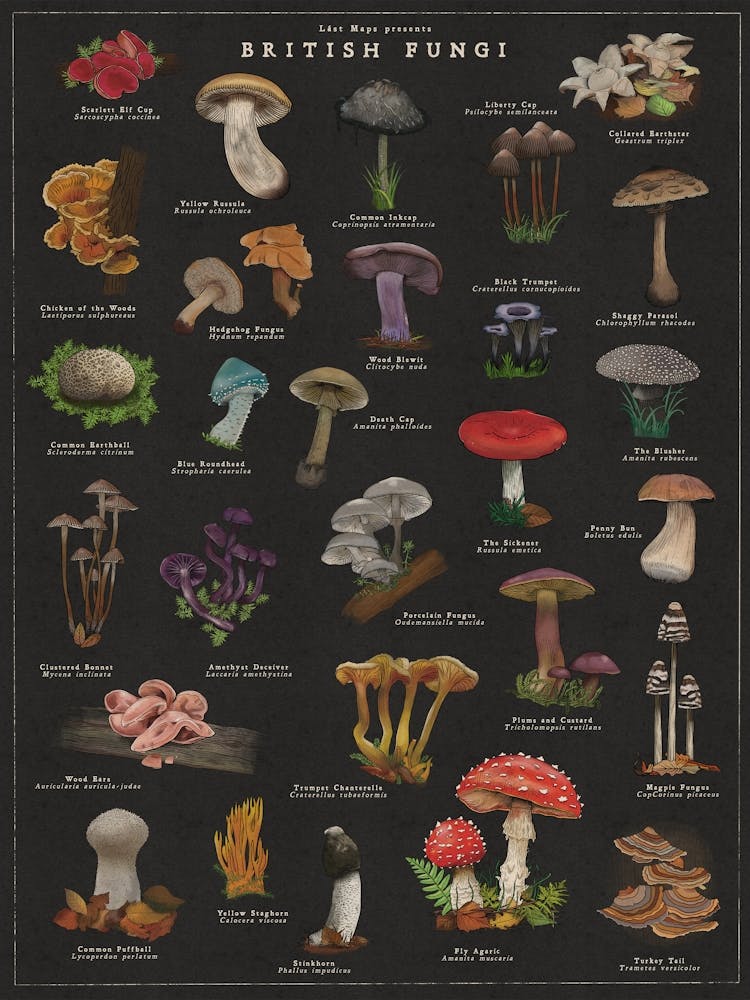 Fungi Noir