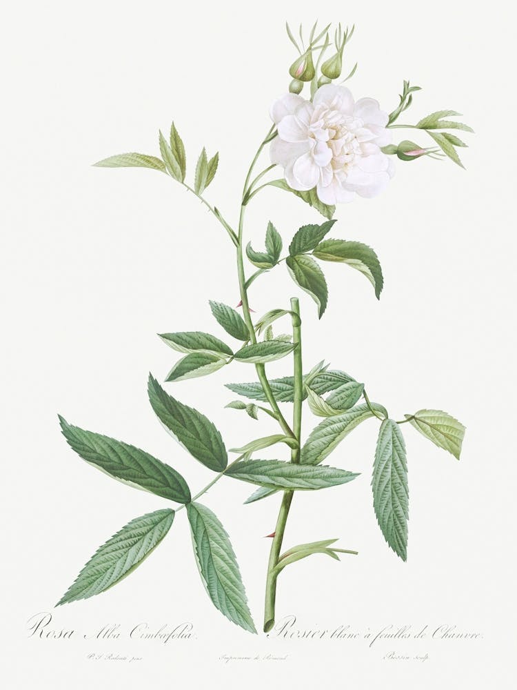 White Rose With Hemp Leaves, Pierre Joseph Redoute
