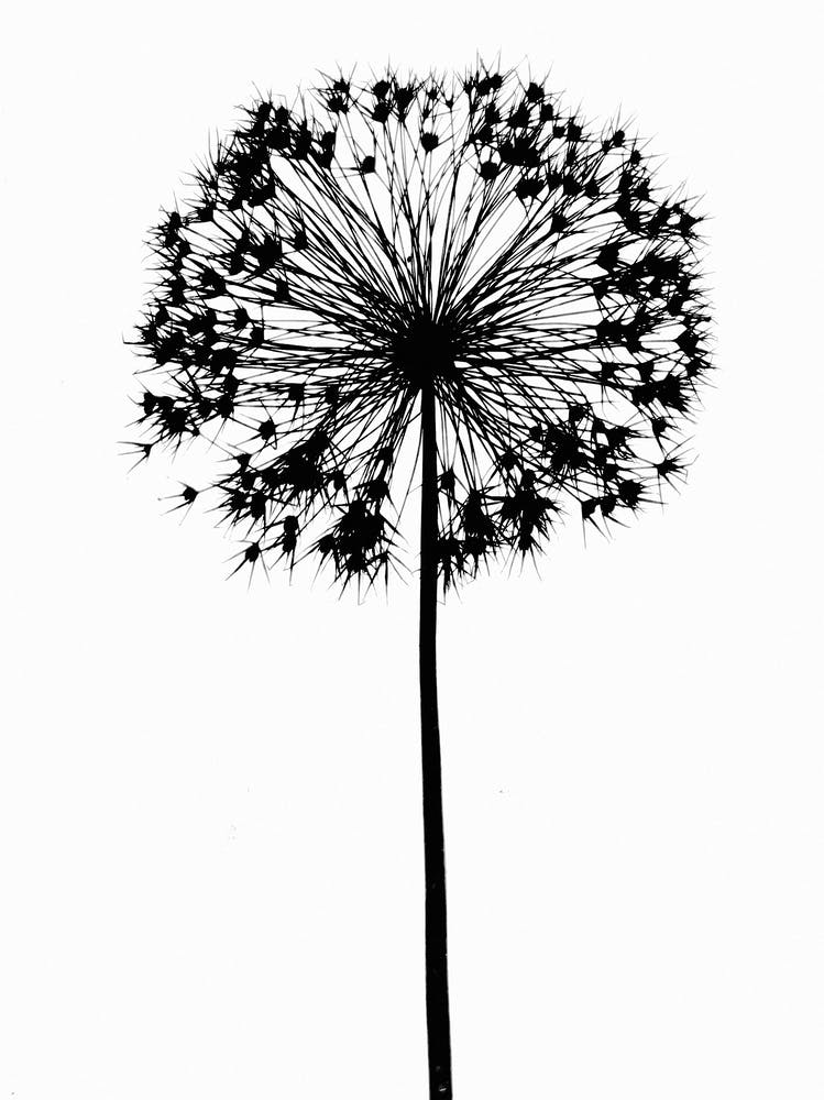 White black allium