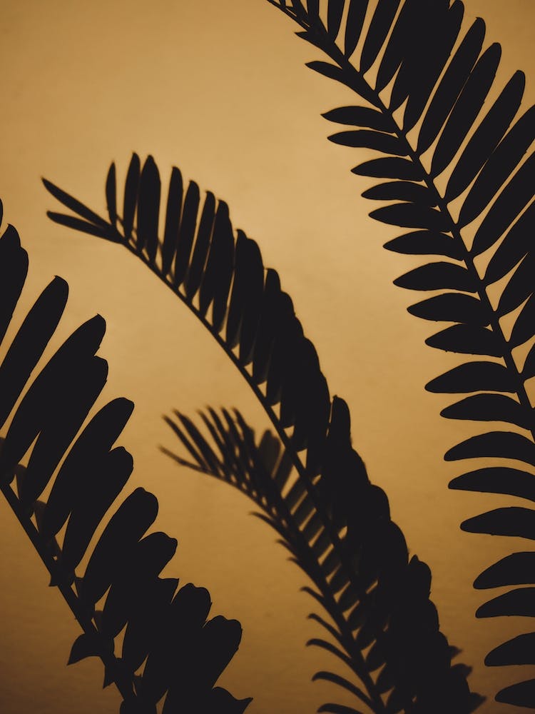 Golden Shaded Palm Leaves