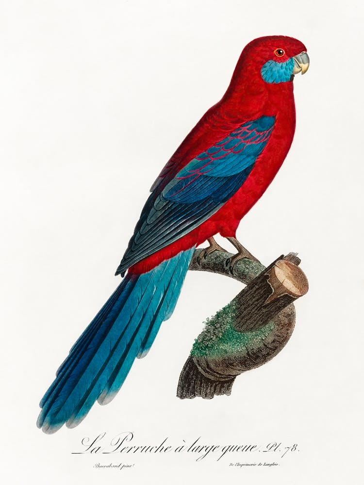 Crimson Rosella From Natural History Of Parrots, Francois Levaillant