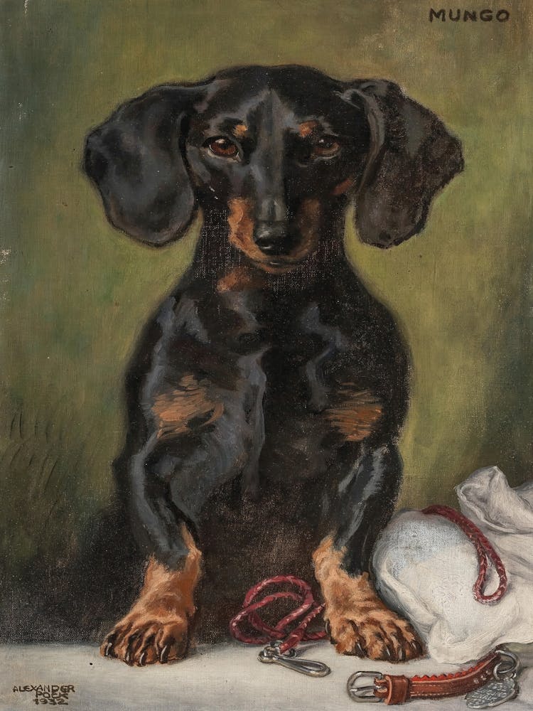 Dachshund