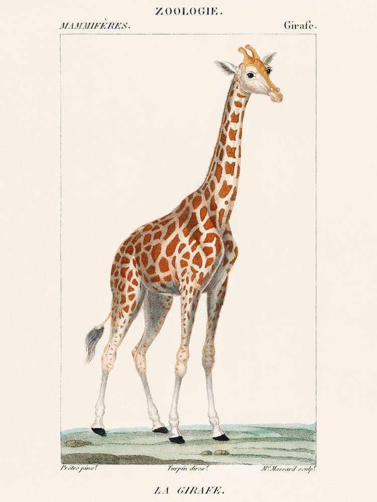 Illustration Of A Giraffe