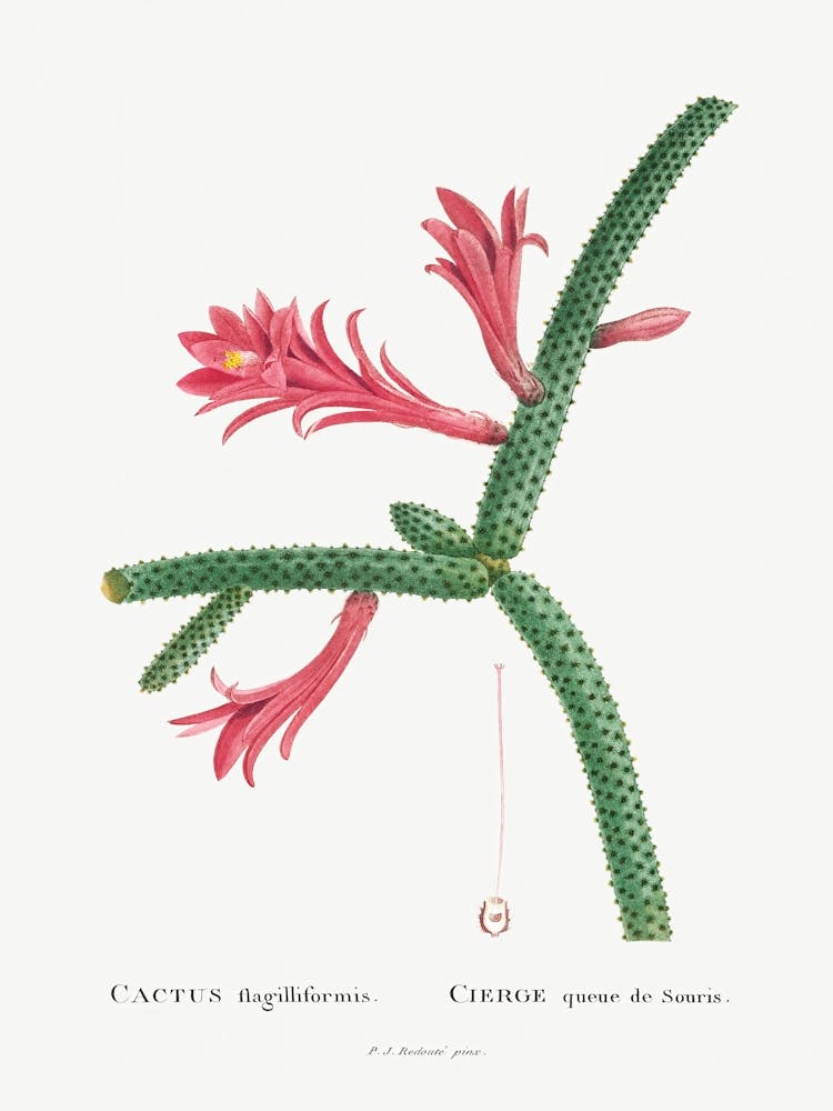 Cactus Flagelliformis, Pierre Joseph Redoute