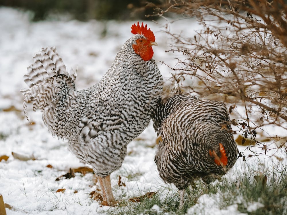 Two Chickens In Snow