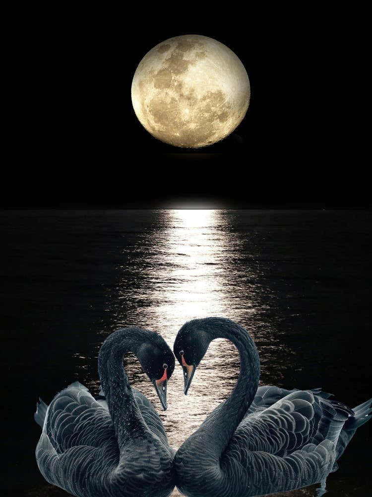 Black Swans Night Moon Art print