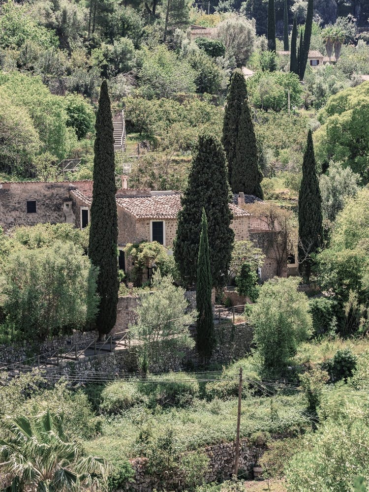 Cypresses On The Hill