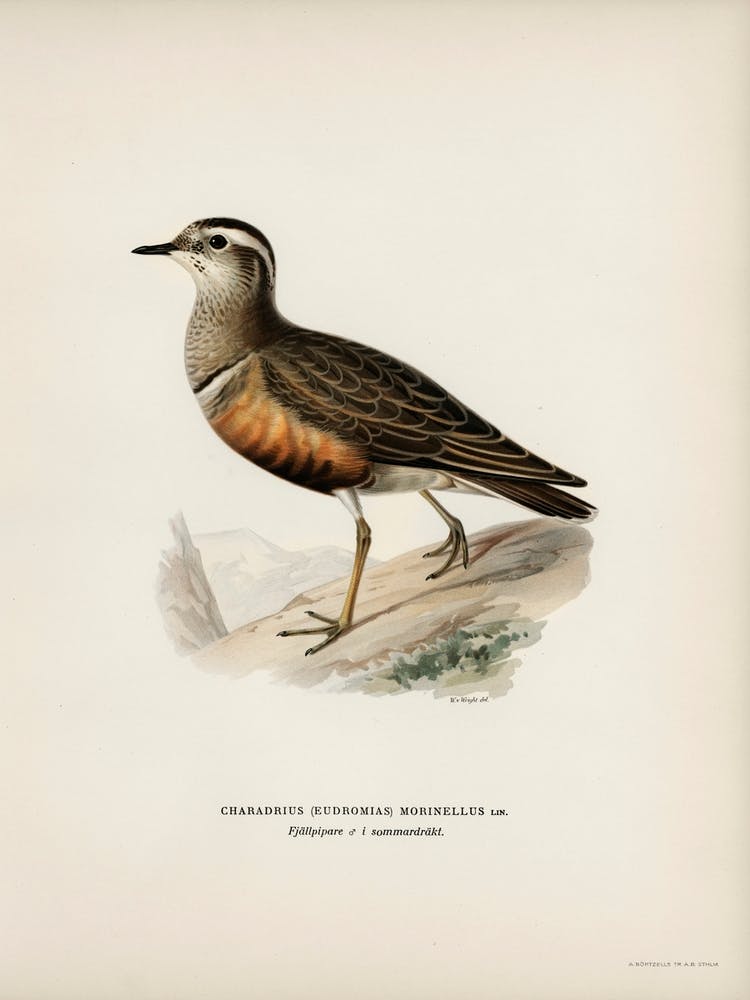 Eurasian Dotterel, The Von Wright Brothers