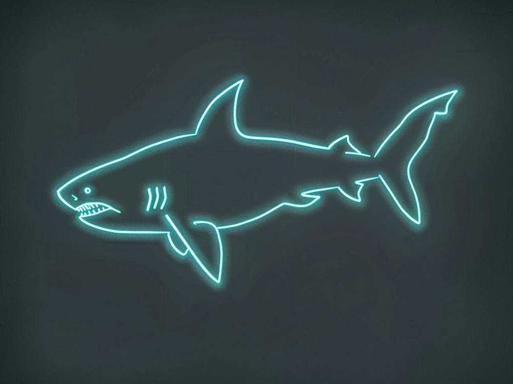 Neon Aqua Bamboo Shark 6