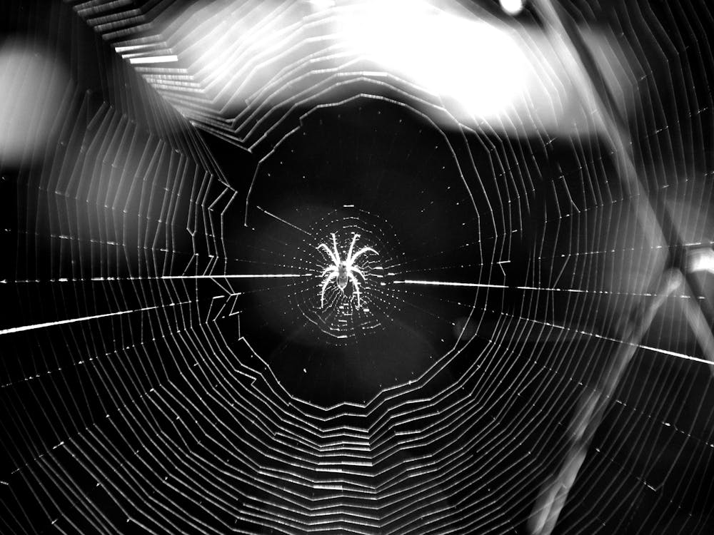 Spider Web BW