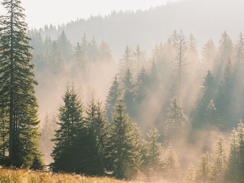 Warm Forest View