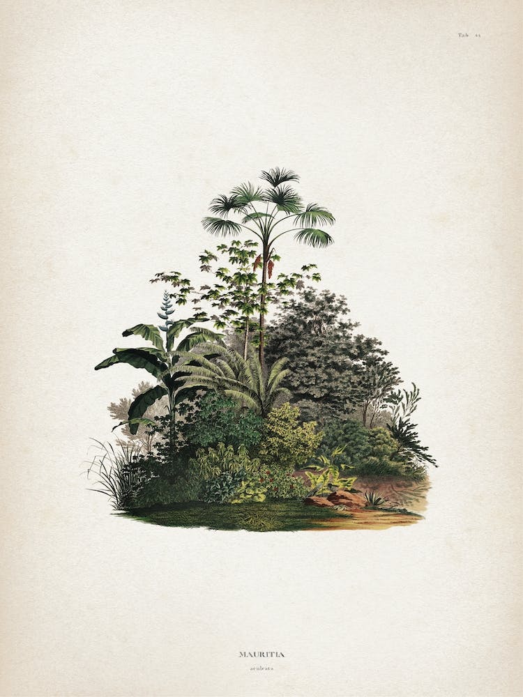 Vintage Martius 4 Mauritia Aculeata