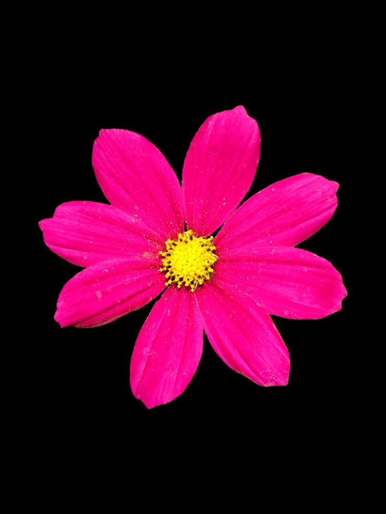 Pink Flower Isolated On Black Background