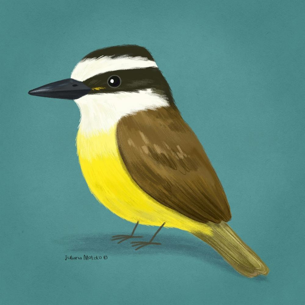 Great Kiskadee