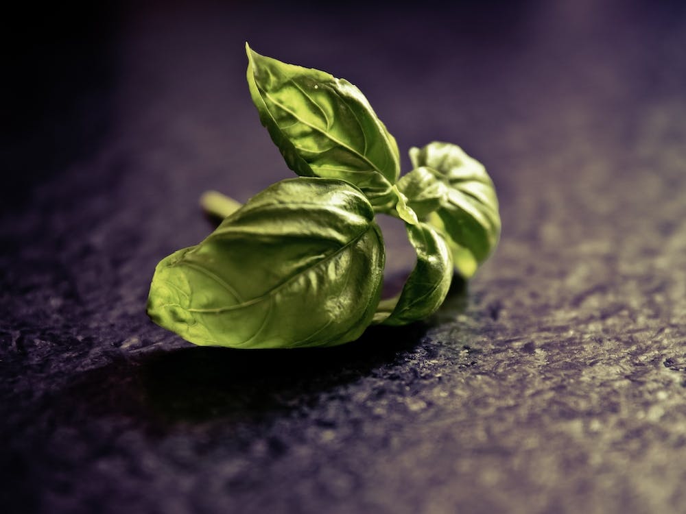 Basil Leaf