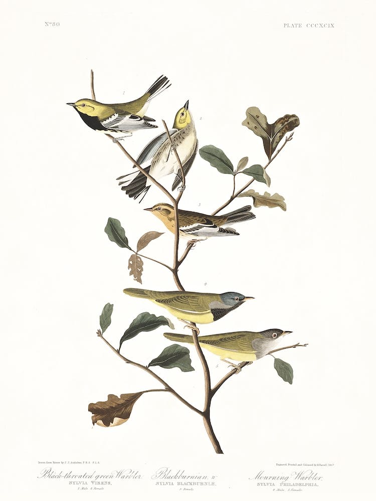 Black Throated Green Warbler